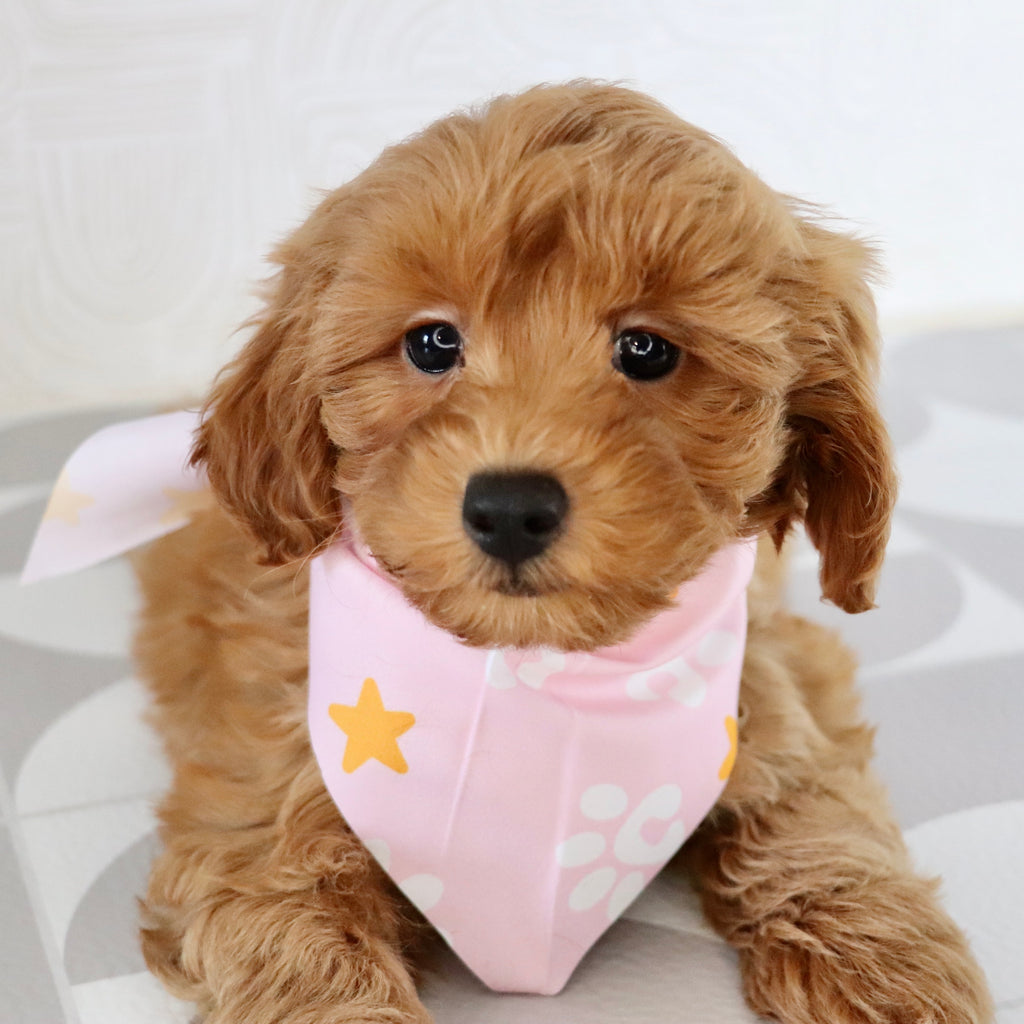 Arie - Available Now