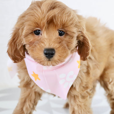 Arie - Available Now