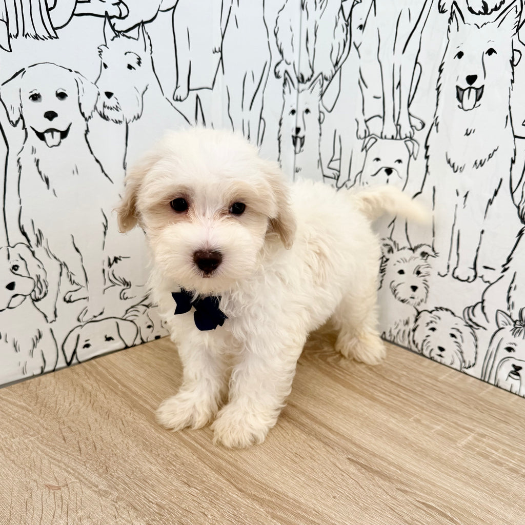 Sully - Available Now