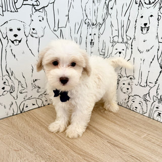 Sully - Available Now