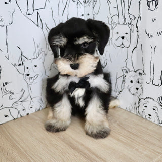 Montgomery - Available Now
