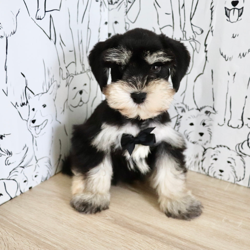 Montgomery - Available Now