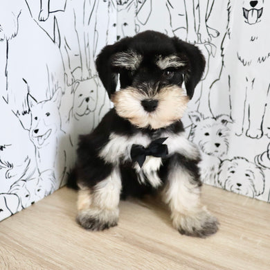 Montgomery - Available Now