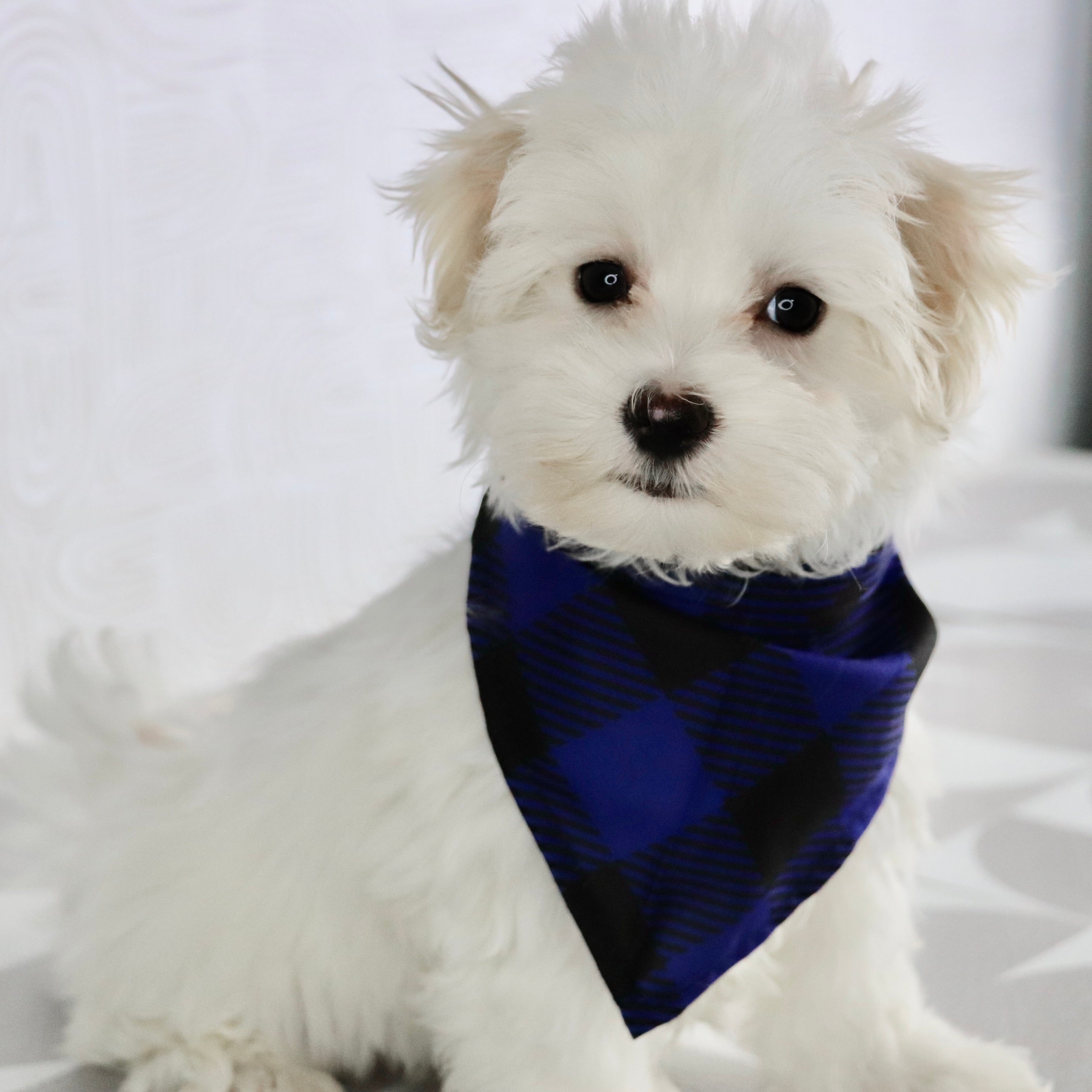 Why Choose Happytail Puppies