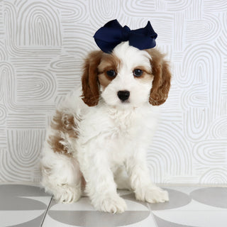 Nala - Available Now