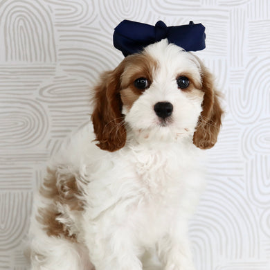 Nala - Available Now