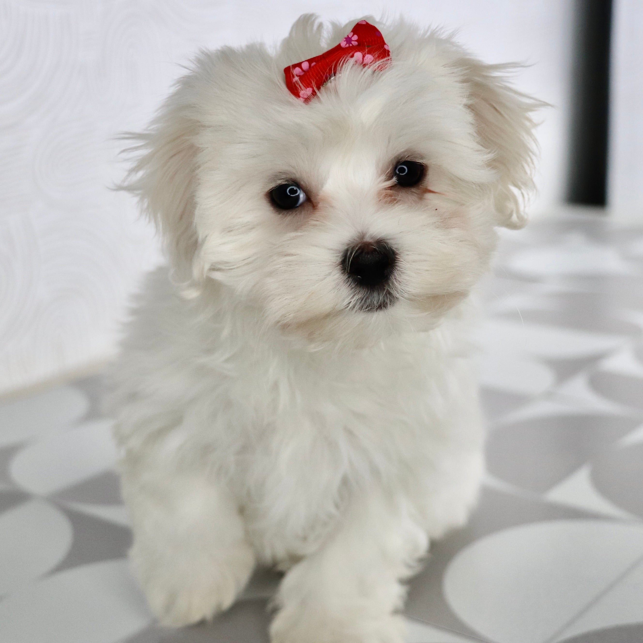 Puppies for Sale in Mount Airy