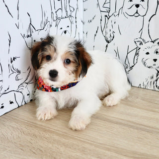 Elvis - Available Now
