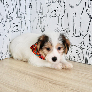 Elvis - Available Now