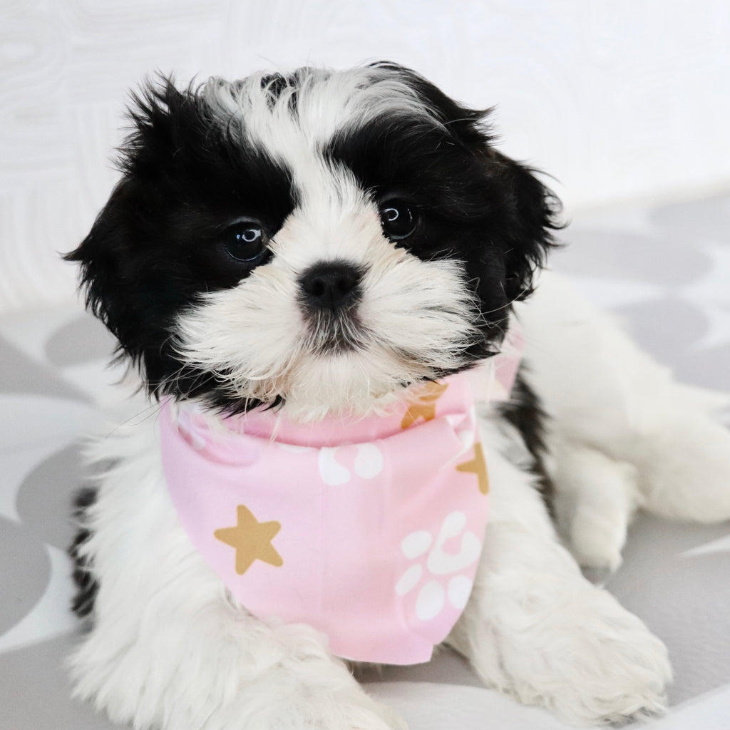 Patty - Available Now