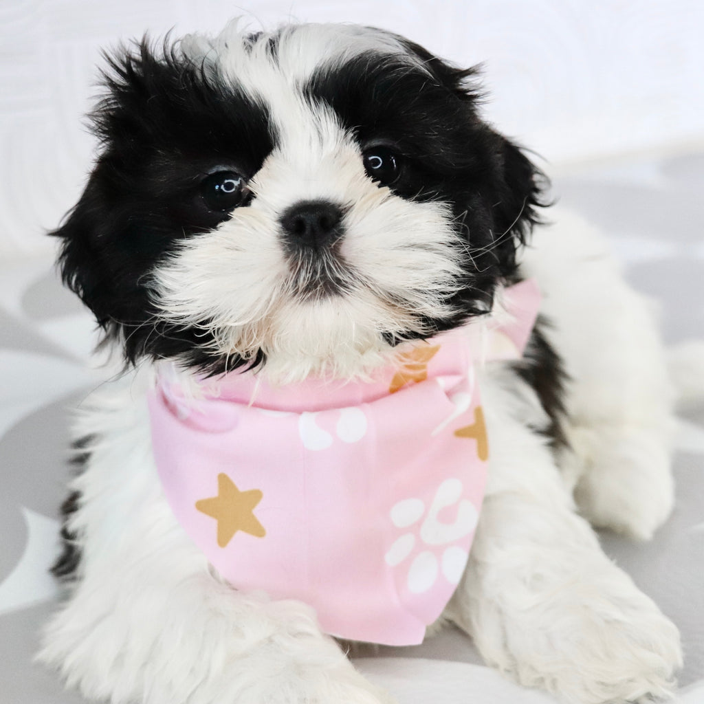 Patty - Available Now