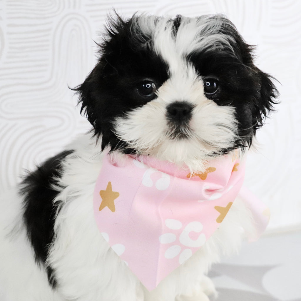 Patty - Available Now