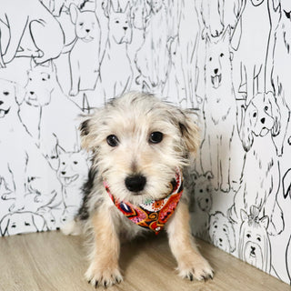 Paxton - Available Now