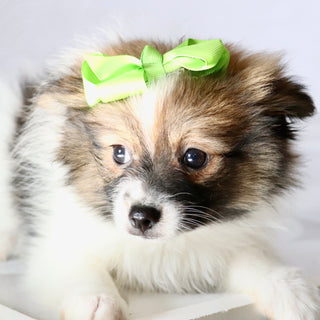 Maggie - Available Now