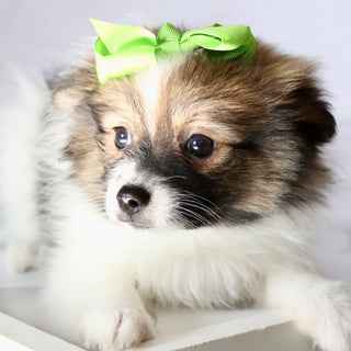 Maggie - Available Now