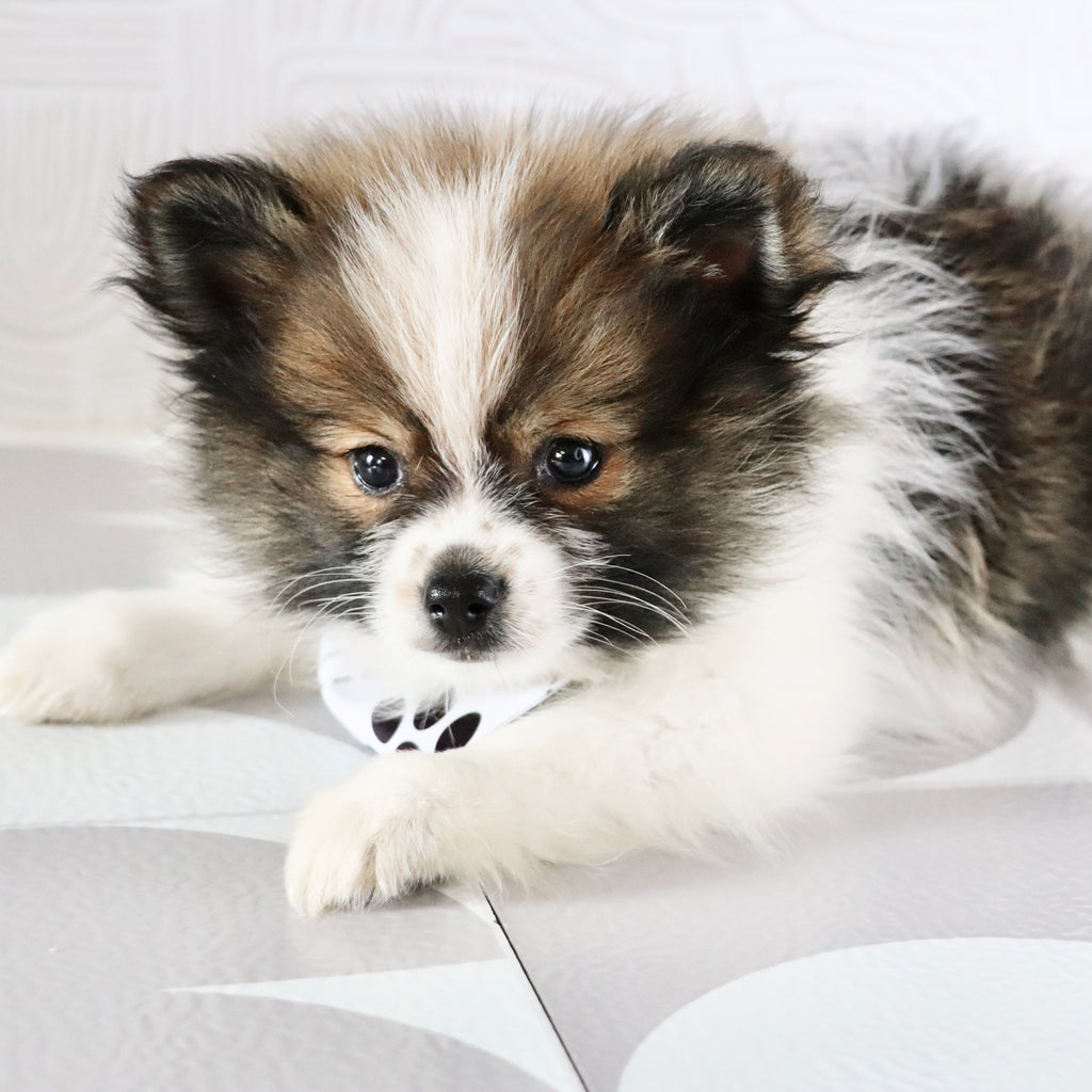 Graham - Available Now