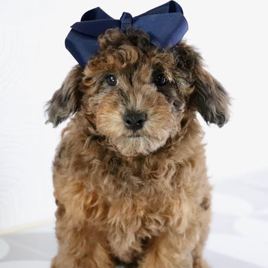 Ginger - Available Now