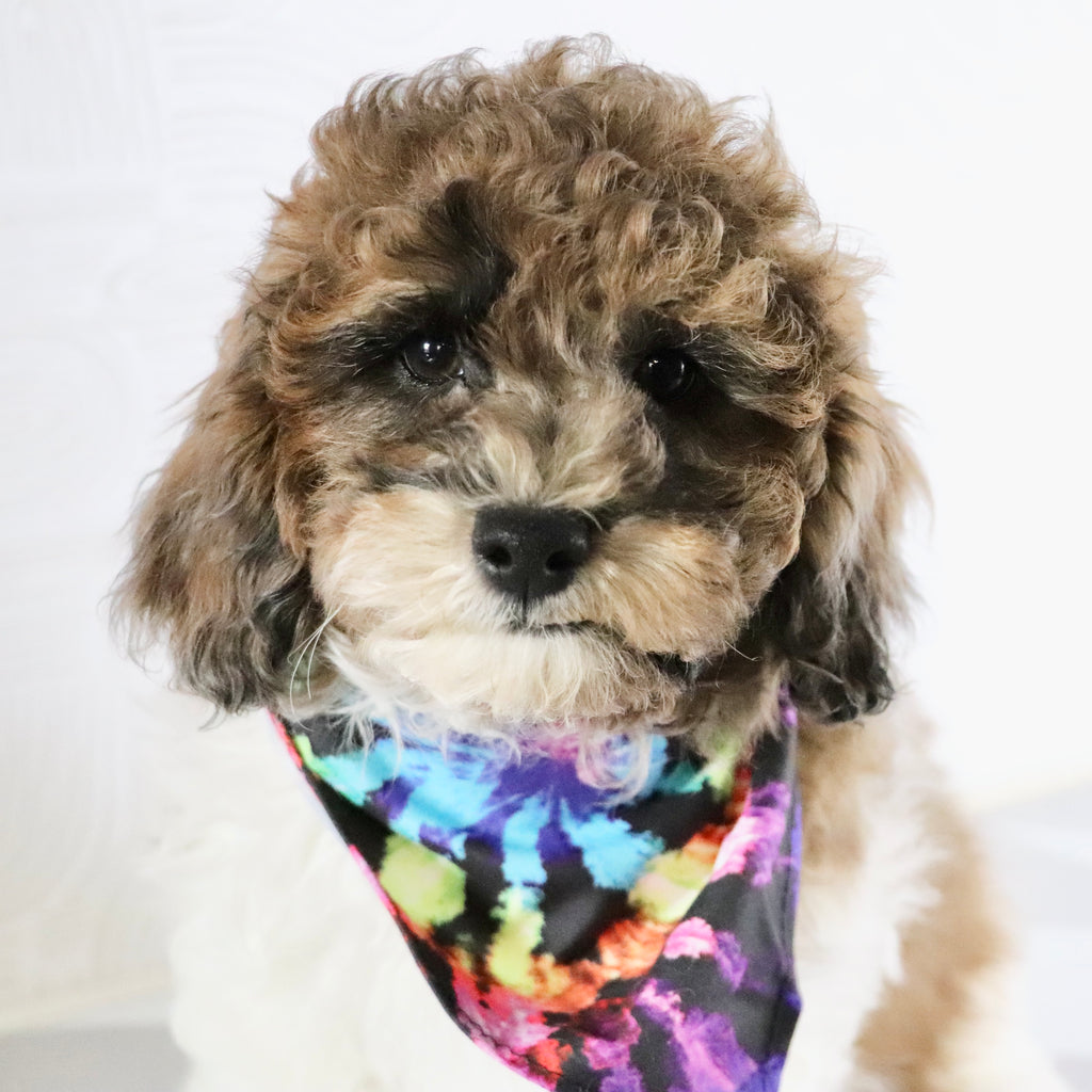 Buckeye - Available Now