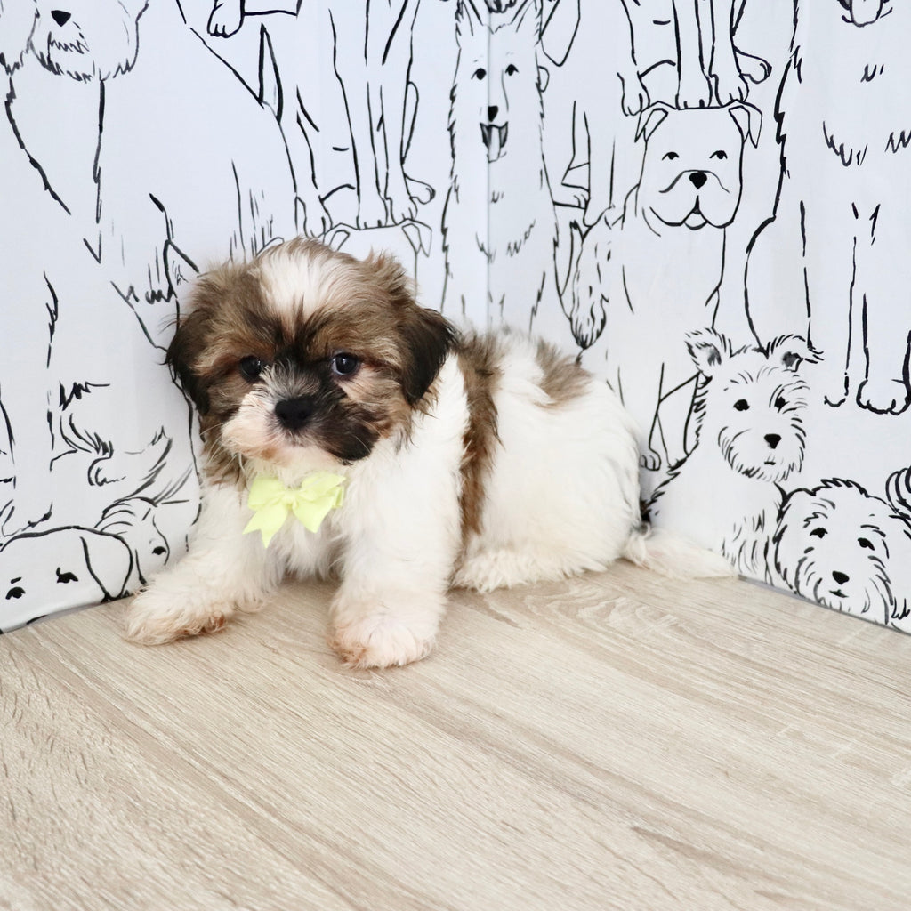 Georgie - Available Now