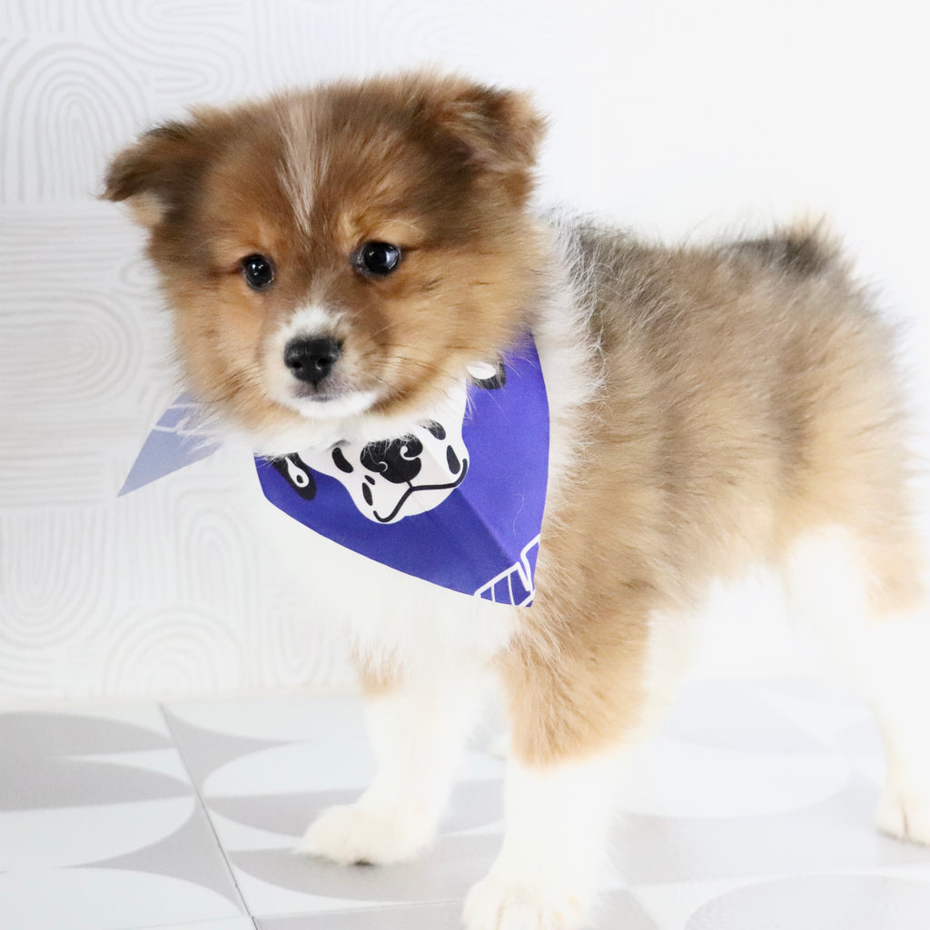 Hunter - Available Now