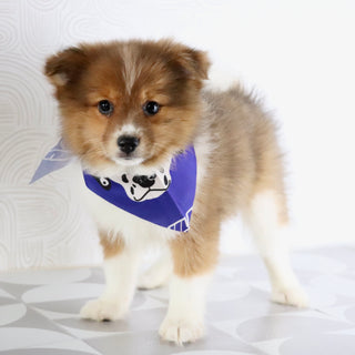 Hunter - Available Now