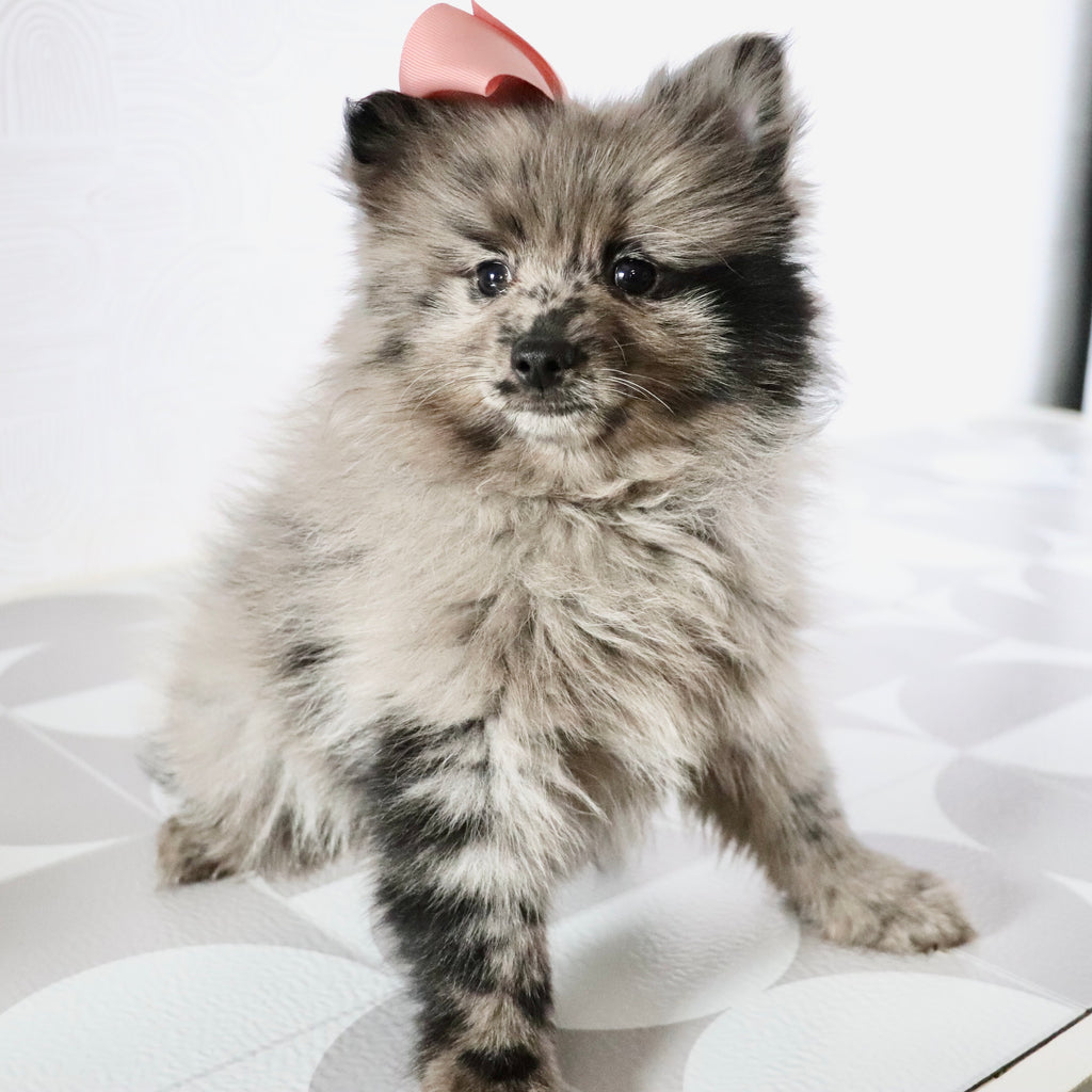 Elsa - Available Now