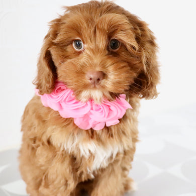 Hannah - Available Now