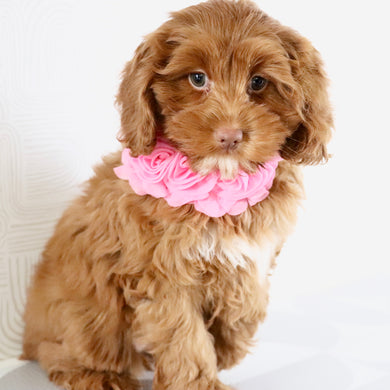 Hannah - Available Now