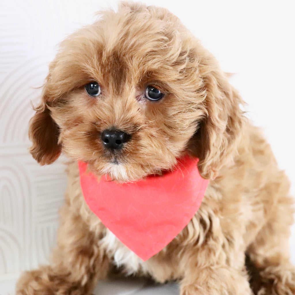 Irving - Available Now