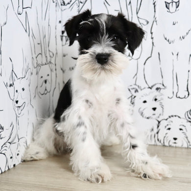 Trixie - Available Now