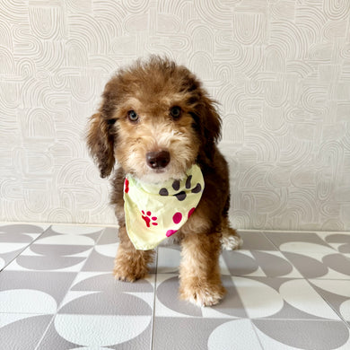 Ripley - Available Now