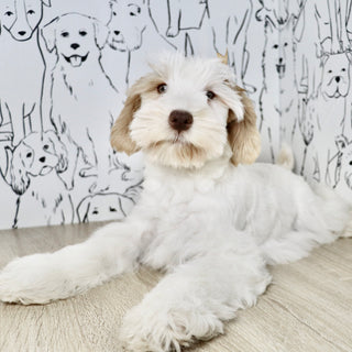 Tuffy - Available Now