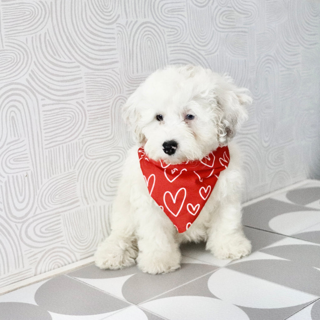 Chloe - Available Now
