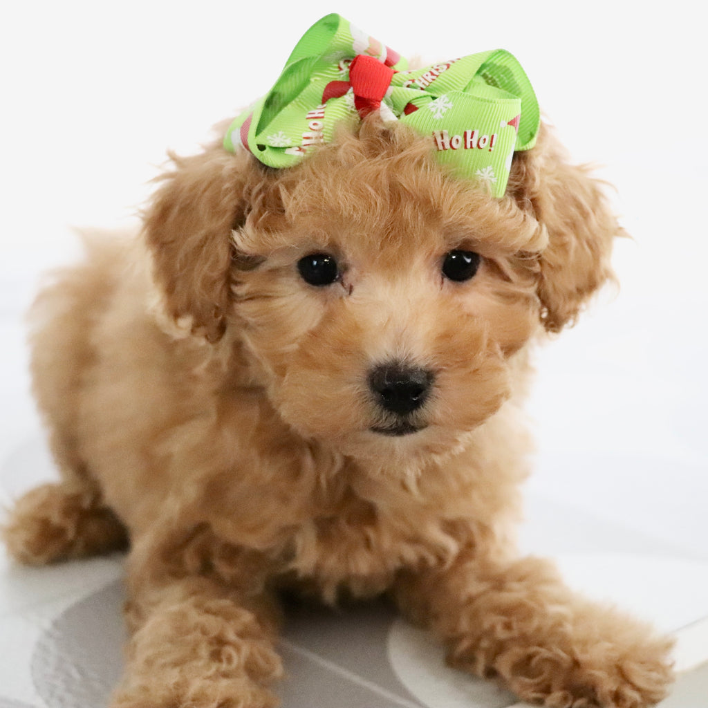 Flow - Available Now