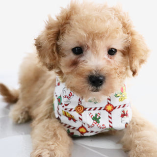 Blue - Available Now