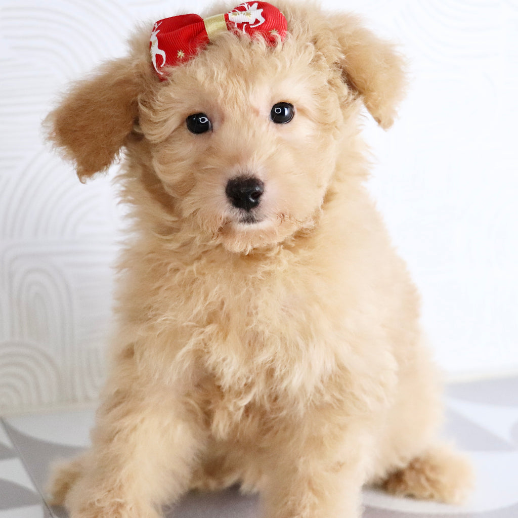 Maxine - Available Now