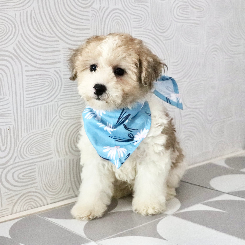 Chaney - Available Now