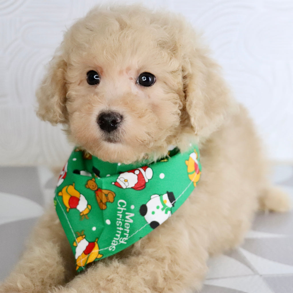 Parrot - Available Now