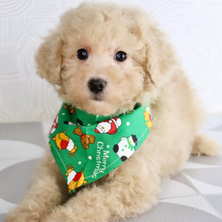 Parrot - Available Now