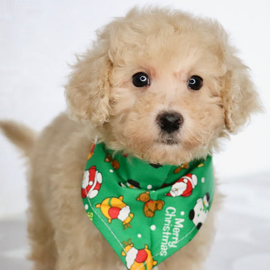 Parrot - Available Now