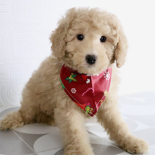 Nolan - Available Now