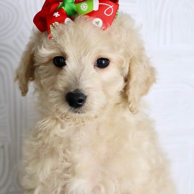 Sunshine - Available Now