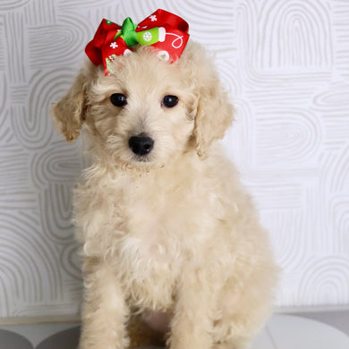 Sunshine - Available Now