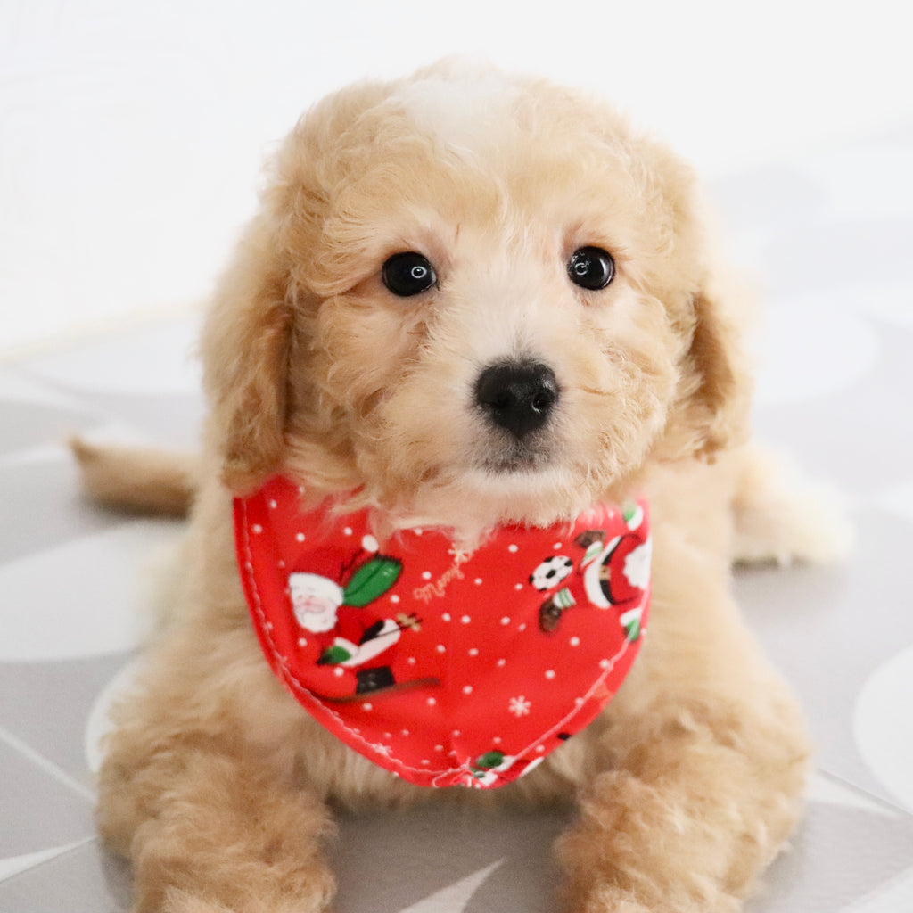 Drake - Available Now