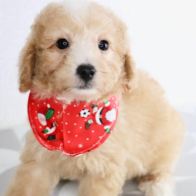 Drake - Available Now