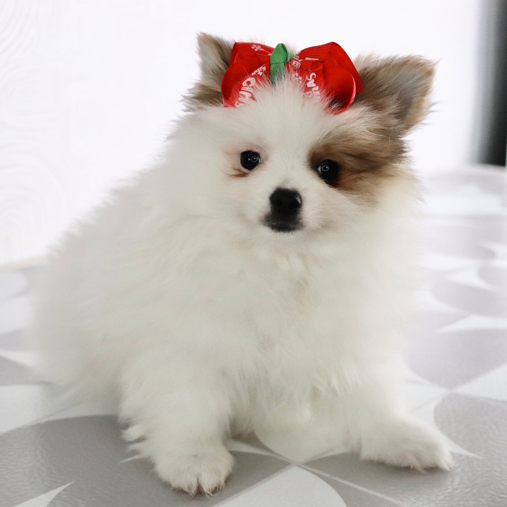 Roxi - Available Now