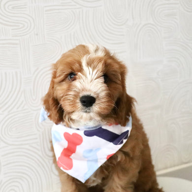 Bruno - Available Now
