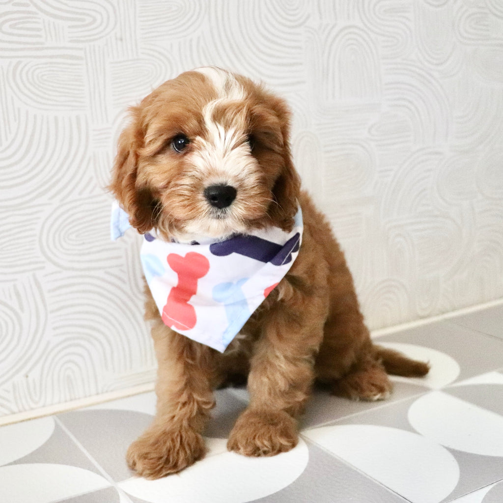 Bruno - Available Now