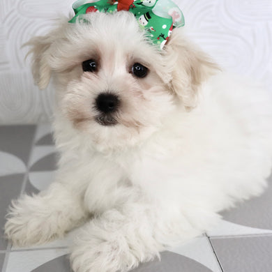 Berit - Available Now