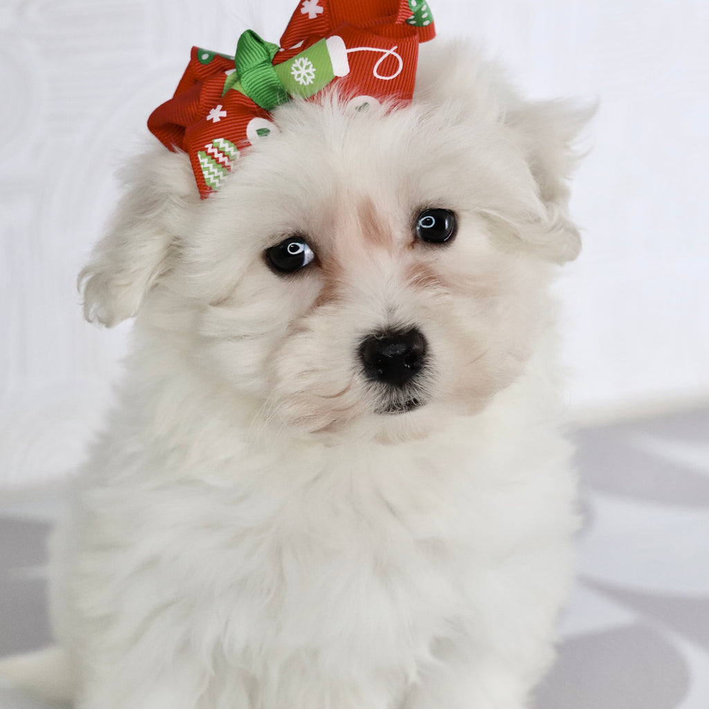 Beryl - Available Now